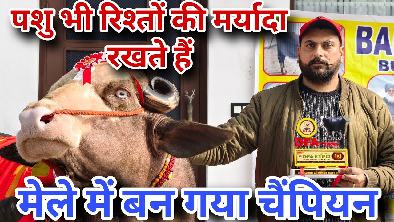 शुद्ध सनातनी झोटा जो अपनी  कटड़ियों की मर्यादा रखता है। कुरुक्षेत्र मेले में नीली रावी में आया प्रथम