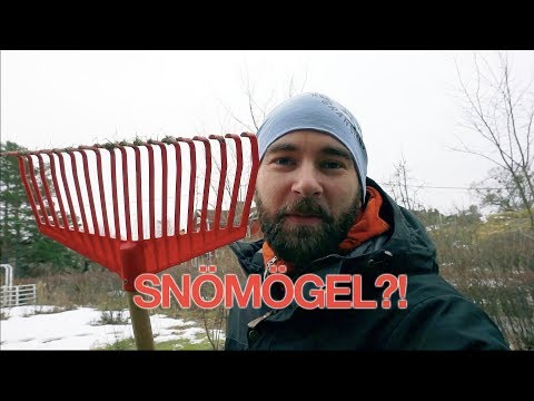 Video: Hur blir man av med snömögel?