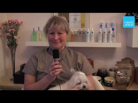 découvrez-le-métier-de-toiletteur-canin.mov