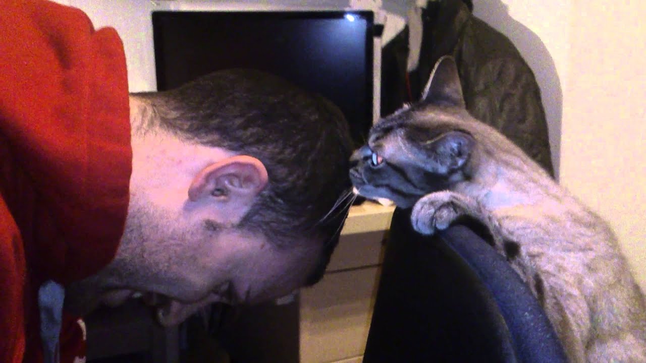 Il Mio Gatto Mi Lecca I Capelli