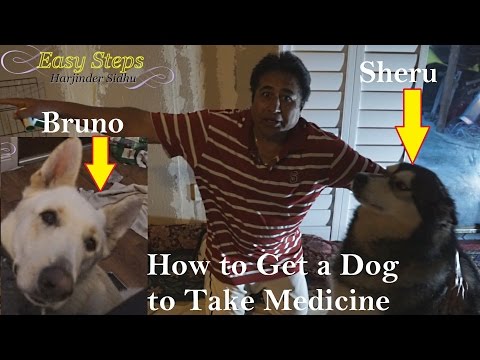 Sheru Recovery Time - Day 11 | Alaskan Malamute | How to Get a Dog to Take Medicine