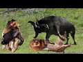 King Lion vs Buffalo, GiraffeㅣBig Battle Wild animalㅣ사자 vs 기린 vs 버팔로
