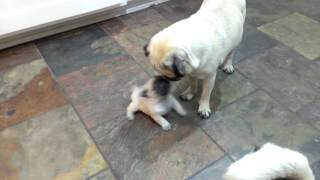 3 weeks pug puppy playing with mom and dad HD