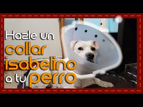 Video: Cómo hacer un collar isabelino para perros