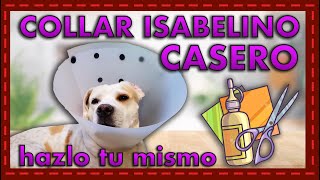 ¡Crea un collar isabelino a medida! Tutorial paso a paso para perros en recuperación