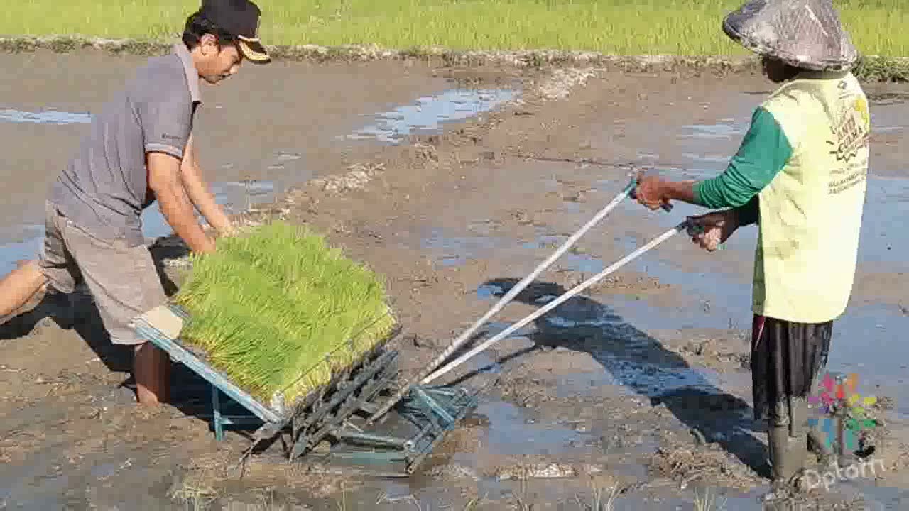 Alat tanam padi - YouTube