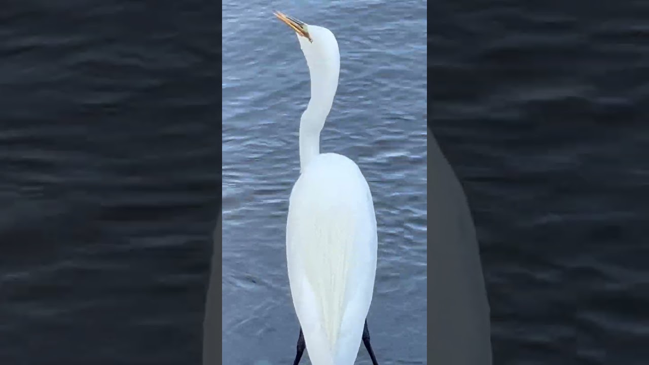 Great egret catching fish shorts video