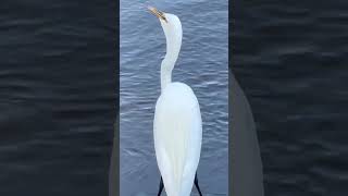 Great egret catching fish shorts video