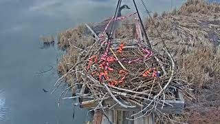2022-03-27 Mom drives off the geese that had claimed the nest | Boulder County Osprey Cam