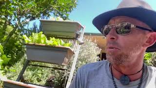 Caring for. Liquidambar and the Australian native shrub the Rice Flower
