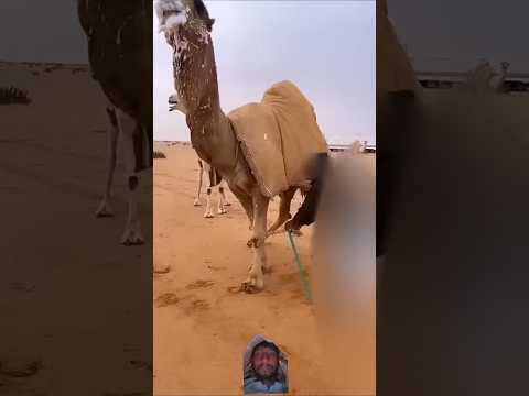 بعير يرغي اي يزبد عند اقتراب الموسم في بداية الشتاء