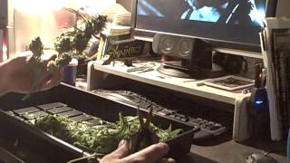 Medical Cannabis - Harvest Time!