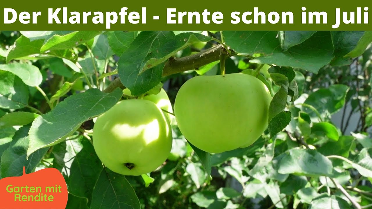 Der Wei e Klarapfel pfel Schon Im Juli Kornapfel Alte Apfelsorte der-wei-e-klarapfel-pfel-schon-im-juli-kornapfel-alte-apfelsorte