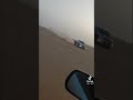 ذيب ارمال
