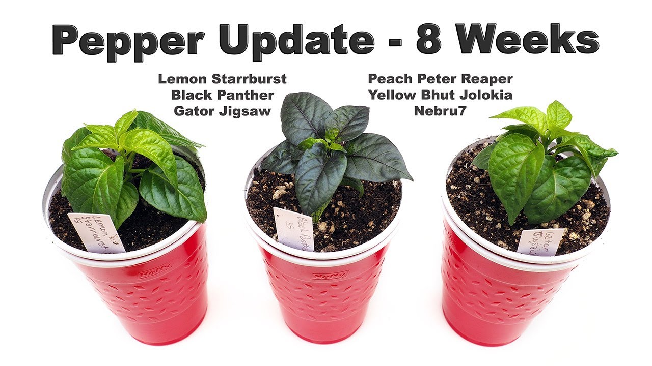8 Week Pepper Update - Potting in Double Solo Cup 