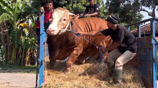 Extrim ... SAPI MONSTER NGGAK SABAR TURUN DARI TRUK KONTES ‼️🔥🔥🔥