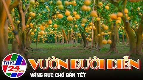 Ngắm vườn bưởi Diễn vàng rực chờ bán Tết