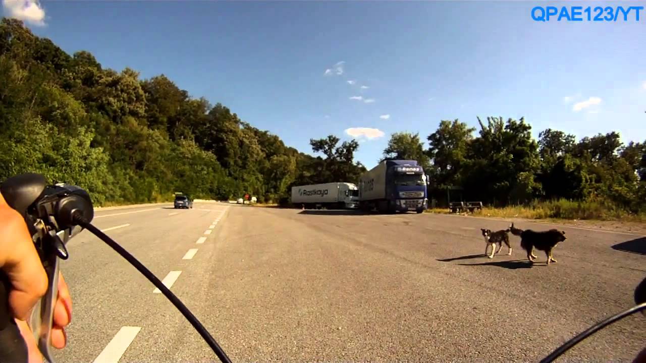 Why Do Dogs Chase Cyclists