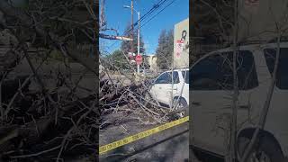 February 26, 2023 big tree falls on cars Panorama city. February 26, 2023 big tree falls on cars Panorama city.