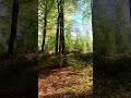 Haltern am See#spring #sun#nature #wanderlust #forrest