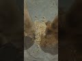 cute dog #cute #dog#doglover #puppy #labrador #shortvideo ##cute teddy bear pic