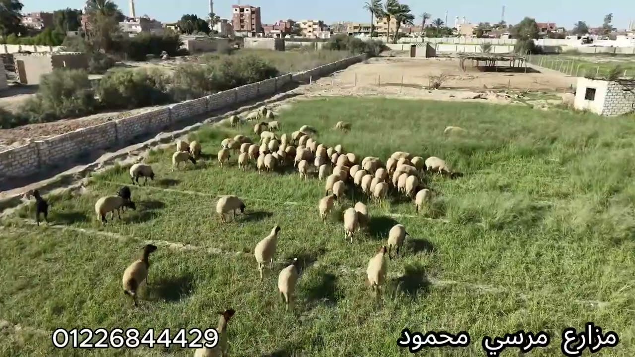 #اسباب نجاح مشروع تربية الاغنام 》م / مرسي محمود 