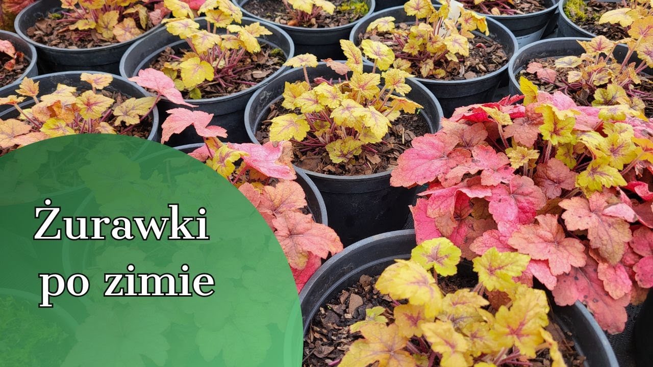 КУРАНЫ ПОСЛЕ ЗИМЫ 🌱🌱🌱 КАК ИХ ПОСАДИТЬ, ЧТОБЫ РОСЛИ КРАСИВО