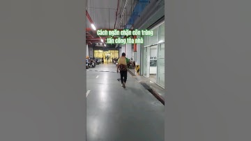 Diệt côn trùng và ấu trùng kv tầng hầm, biện pháp ngăn chặn từ ngoài vào trong #dietcontrung #shorts