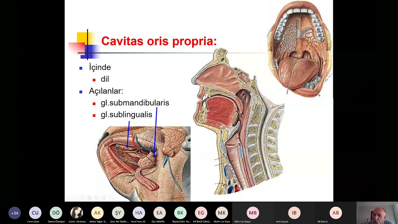 DHF D2 01 Ağız anatomisi