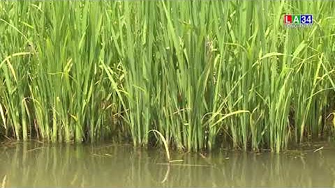 Xâm nhập mặn ở ĐBSCL có thể đến sớm và cao hơn trung bình nhiều năm