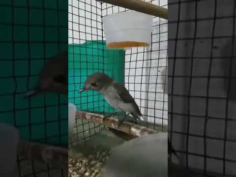 sikatan bubik gacor nembak2