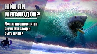 ЖИВ ЛИ МЕГАЛОДОН? Может ли мегалодон существовать в нашем океане?