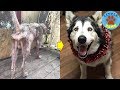 Rescue a Poor Dog Who Was Chained Up His Whole Life Looks Completely Different Now