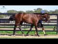 Lot 4: D'Argento x Read My Stars Colt | MM Adelaide
