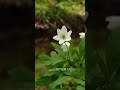 Xperia 1 IV - Cinematic Nature B-Roll #shorts #xperia1iv
