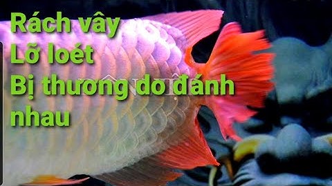 🐲Cách nuôi cá Rồng| Phần 21: Chữa rách vay, bị thương, tụt nhớt - Phương pháp dành cho mọi loại cá