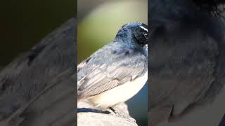 Grey fantail , beautiful bird