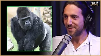 imagem do vídeo Como é estar de FRENTE com um GORILA? | À Deriva Cortes