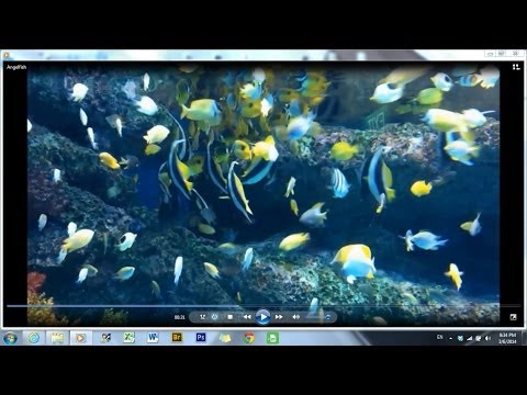 Many Many Pennant Coralfish!