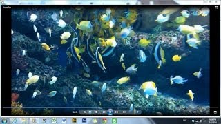 Many Many Pennant Coralfish!