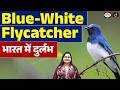 Blue-and-White Flycatcher: A Rare Bird in India  | Current Affairs | Drishti IAS