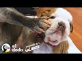 Cachorrita Bulldog creció en una incubadora para hacerse fuerte I El Dodo Pequeño y Valiente