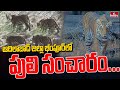 Tiger spotted near Pipalkoti Reservoir, Adilabad