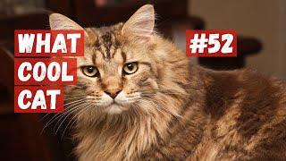 What Cool Cat - Compilation #52 Cool Cats. by What Cool Cat 1,856 views 1 year ago 7 minutes, 38 seconds