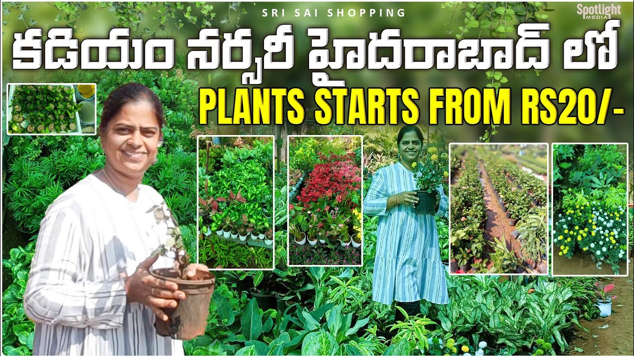 కడియం నర్సరీ Hyderabad లొ #అన్ని రకాల మొక్కలు#Starts@Rs20/-