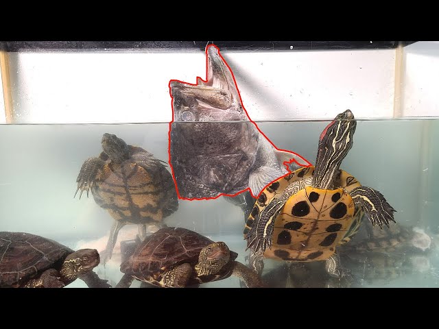 ミシシッピガメ Over 60cm!! The giant turtles gobbling down monster black