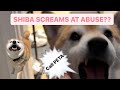 Shibas screams about the abuse