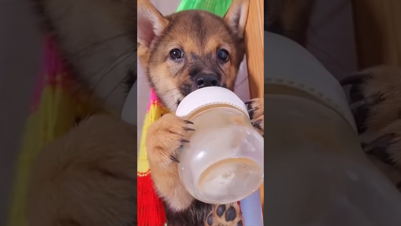 Watch Bebé perro tomando biberón #cuter #bebe #foryou #animal #perros #dog #shortvideo on YouTube Watch Bebé perro tomando biberón #cuter #bebe #foryou #animal #perros #dog #shortvideo on YouTube