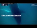 Humpback whale filmed apparently grieving its stillborn calf