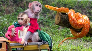 Bi Bon Smart bath with duckling Capuchin Monkey Save Mouse From Banded Krait Snake Hunt